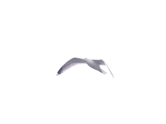 Larus argentatus