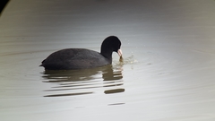 Fulica atra