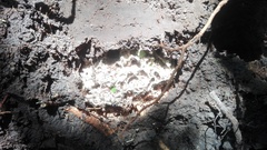 Leucoagaricus gongylophorus