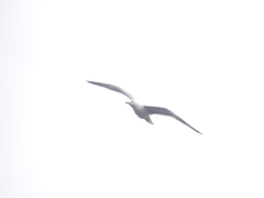 Larus fuscus