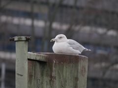 Larus argentatus