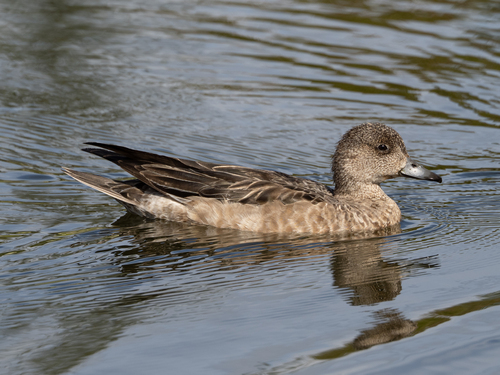 Eurasian Wigeon, photo 10 of 10
