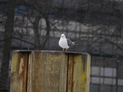 Larus fuscus
