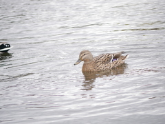 Anas platyrhynchos