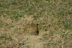 Spermophilus citellus