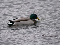 Anas platyrhynchos