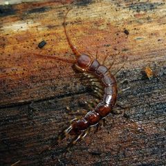 Lithobius variegatus