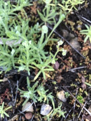 Johnstonella micromeres