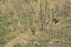 Spermophilus citellus