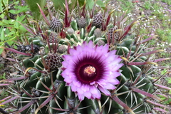 Ferocactus recurvus recurvus