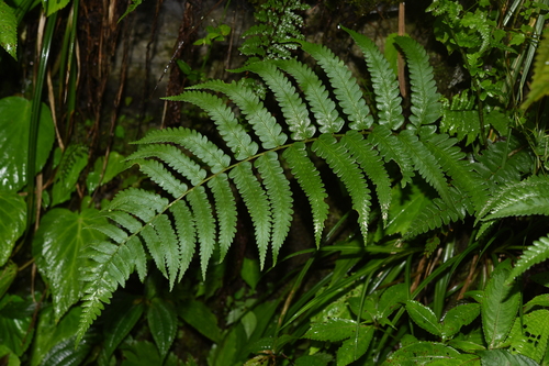 Dryopteris panda