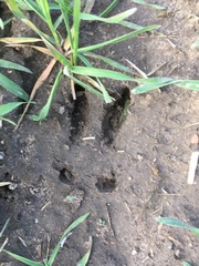Capreolus
