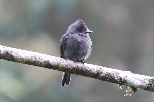 Illustrazione di Smoke-colored Pewee
