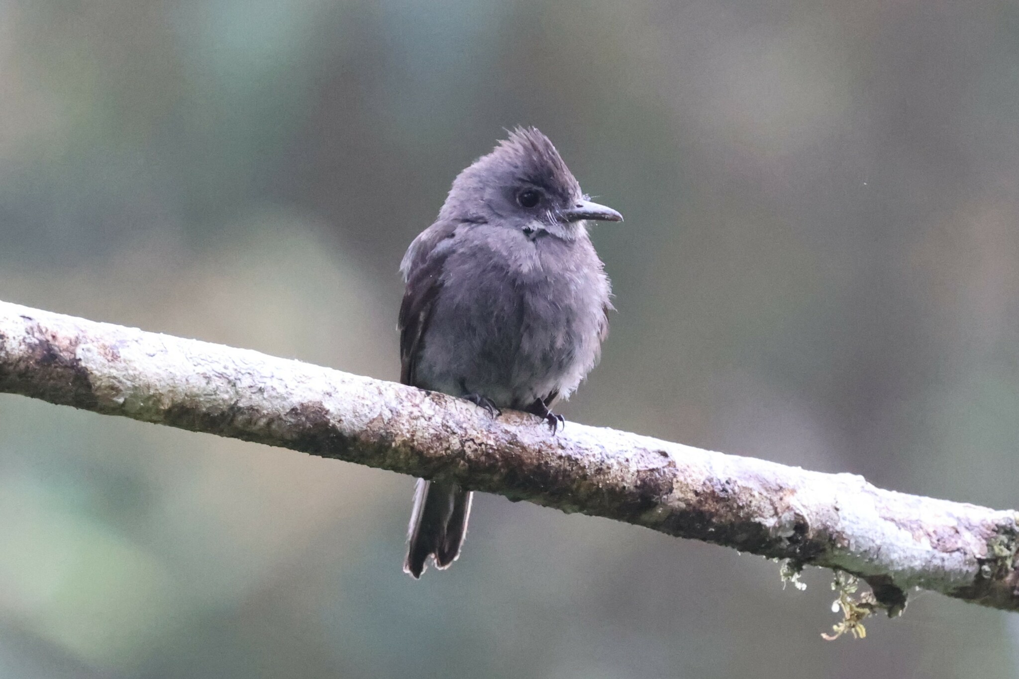Smoke-coloured Pewee illustration