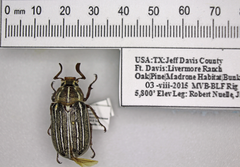 Polyphylla decemlineata