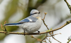 Cyanistes cyanus tianschanicus