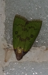 Doloessa viridis