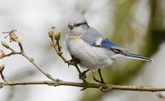 Cyanistes cyanus tianschanicus
