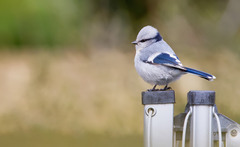Cyanistes cyanus tianschanicus