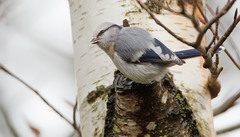 Cyanistes cyanus tianschanicus