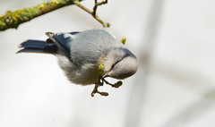 Cyanistes cyanus tianschanicus