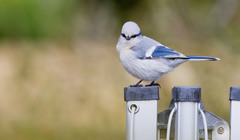 Cyanistes cyanus tianschanicus