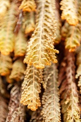 Hymenophyllum tomentosum