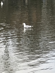 Larus argentatus