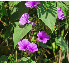 Ipomoea pedicellaris