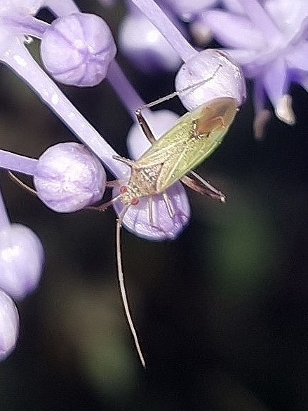 Creontiades pallidus