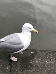 Larus argentatus