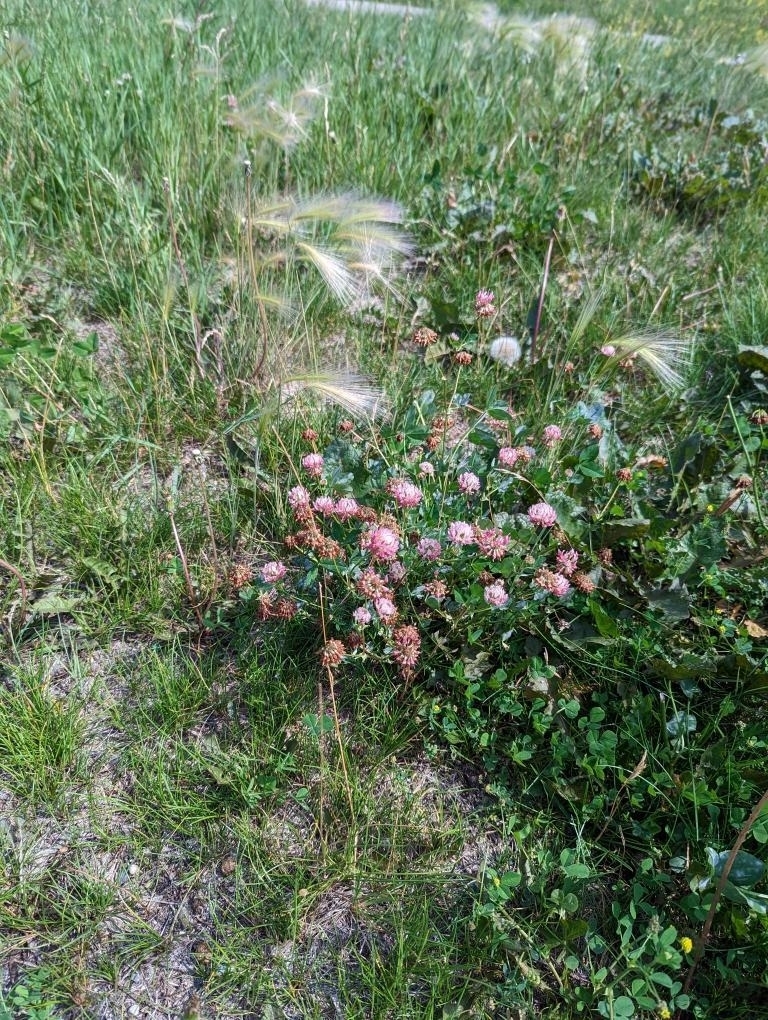 Alsike clover from EB 32 AV NW Campus DR, Calgary, AB T2N 4H9, Canada
