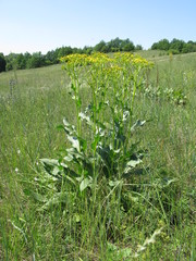 Senecio doria