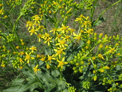 Senecio doria