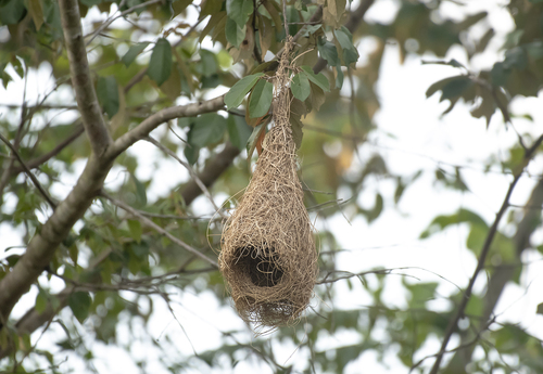 Baya Weaver (Ploceus philippinus), photo 1