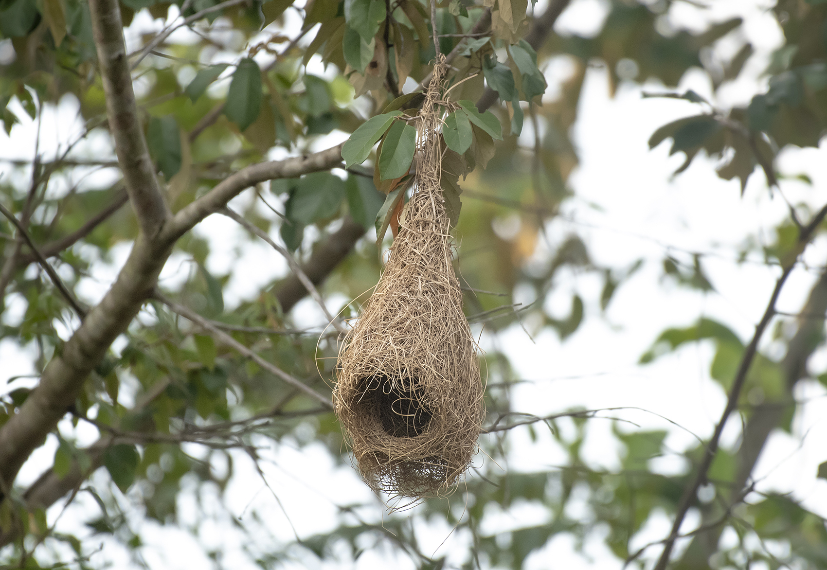 Baya Weaver (Ploceus philippinus)