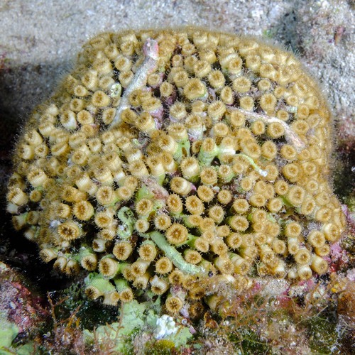 Cushion Coral