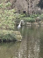 Ardea cinerea