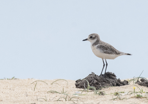 Chorlitejo mongol chico (Charadrius mongolus)