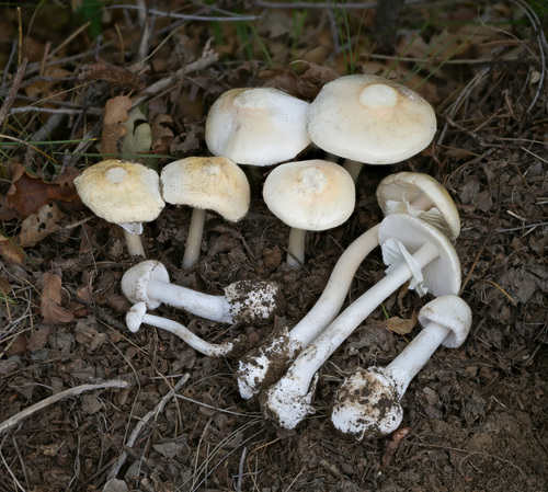 Destroying Angel (Angel of Death)