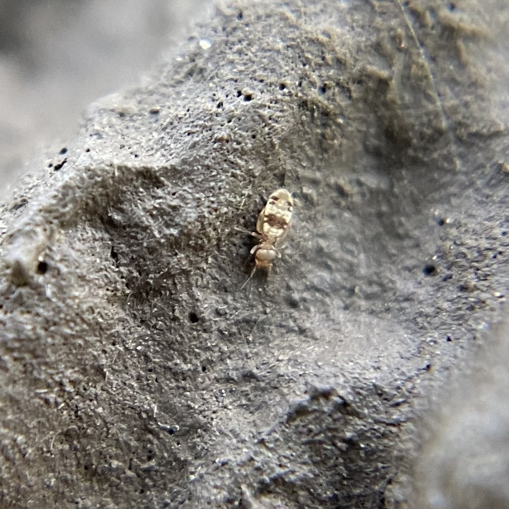 Liposcelis ornata