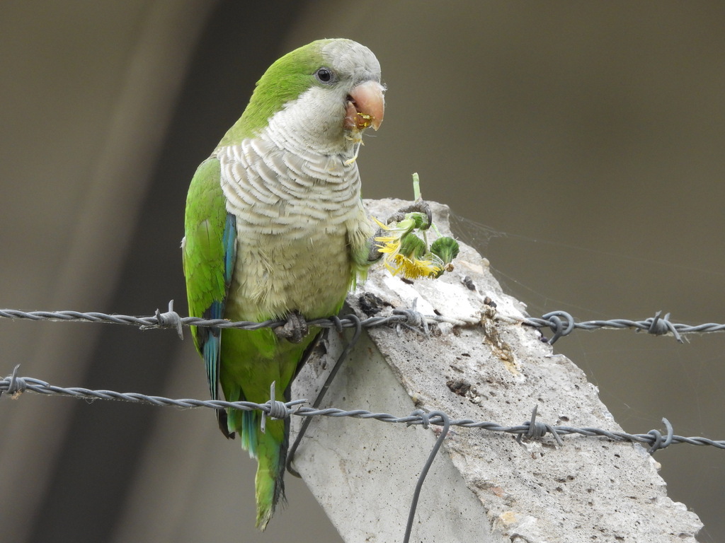 Monk Parakeet From Lago De Regatas Buenos Aires On October At