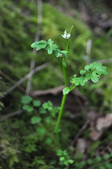 Cardamine oligosperma