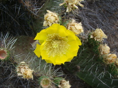 Opuntia huajuapensis