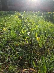Fritillaria imperialis