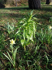 Fritillaria imperialis