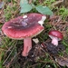 Shellfish-scented Russula - Photo (c) Piermario Maculan, some rights reserved (CC BY-NC), uploaded by Piermario Maculan