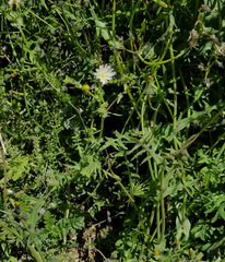 Rafinesquia californica