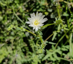 Rafinesquia californica