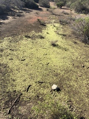 Callitriche marginata